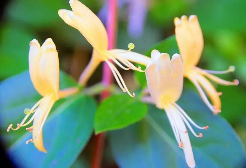 Aamiaismajoitus (B&B) Le Magnolia