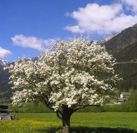 ホテル Müllerhof