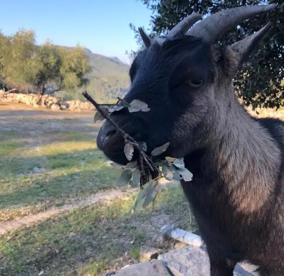 ペンション Les Insolites De Taracopala