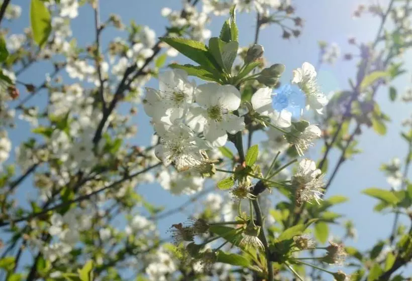 ベッドアンドブレックファースト Olá Belém! Cozy Windmill, Stunning Views To Lisboa
