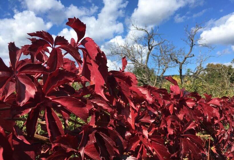 פנסיון Provinum Borászat és Vendégház