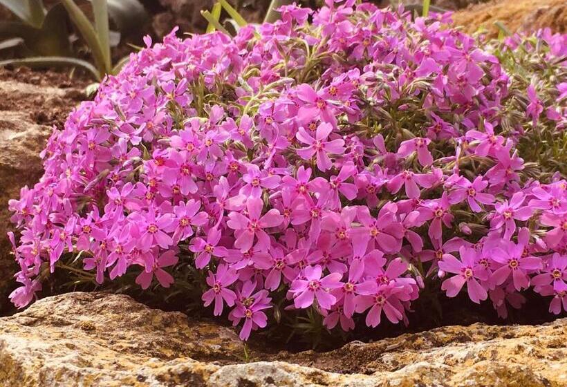 פנסיון Provinum Borászat és Vendégház