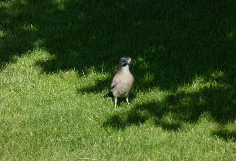 Quinta Do Burgo   Nature