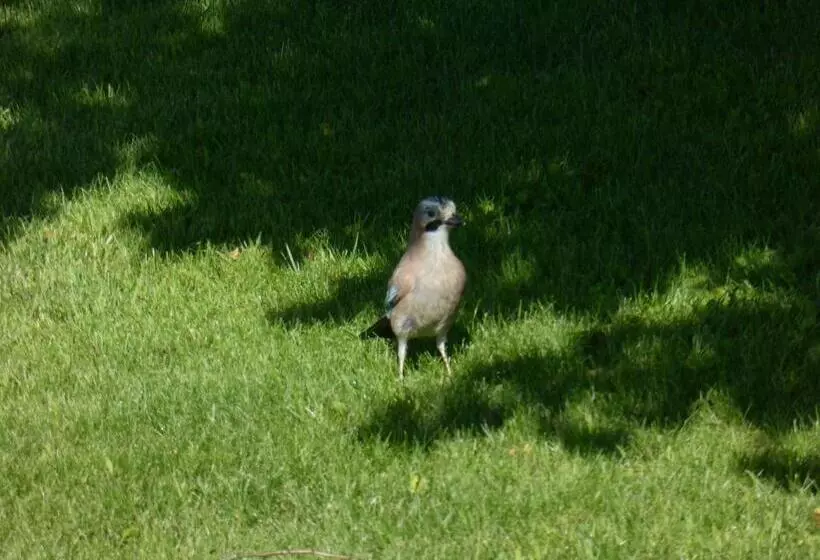 Quinta Do Burgo   Nature