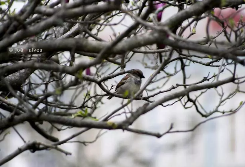 Quinta Do Burgo   Nature