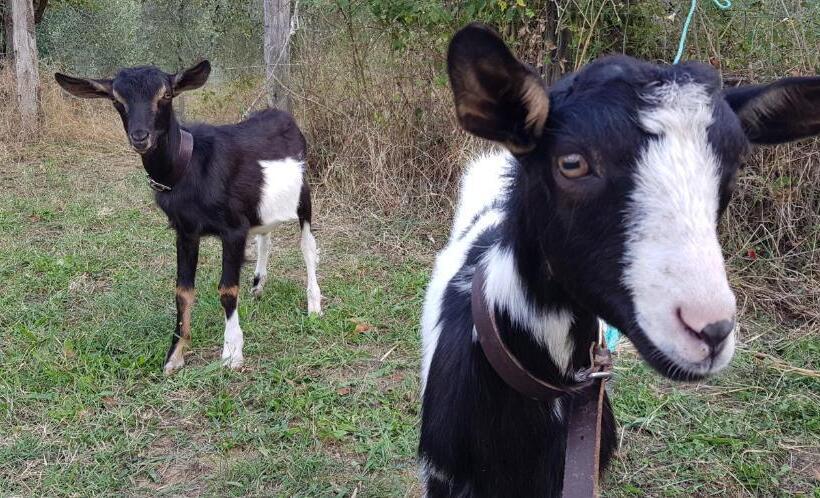 Отель Bioagriturismo Poderaccio