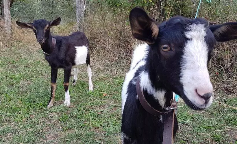 ホテル Bioagriturismo Poderaccio