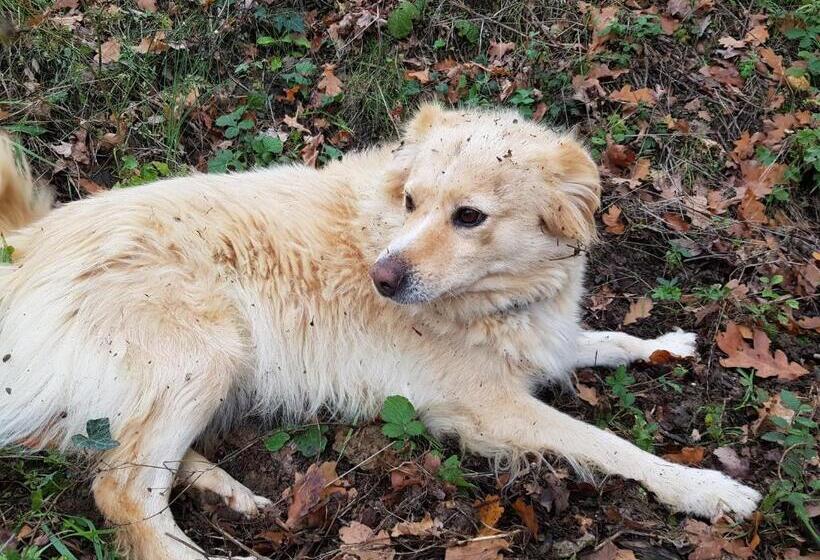 Отель Bioagriturismo Poderaccio