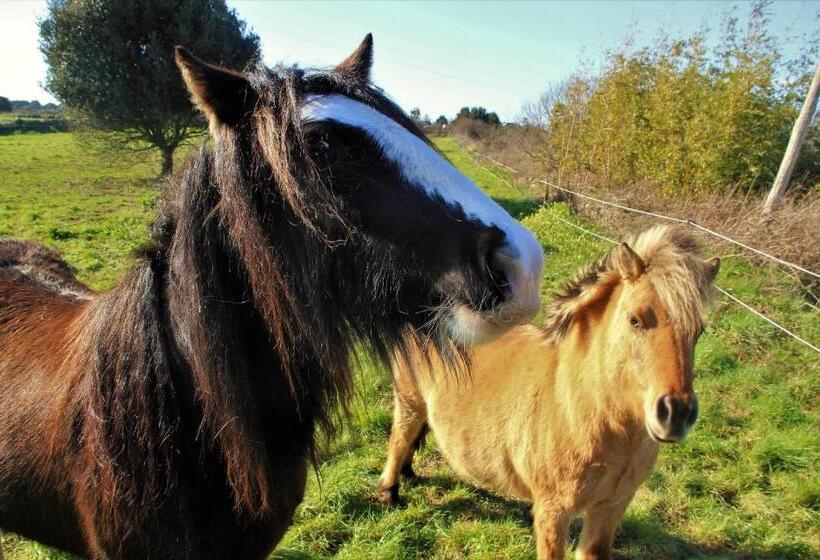 پانسیون La Cabine De Plage