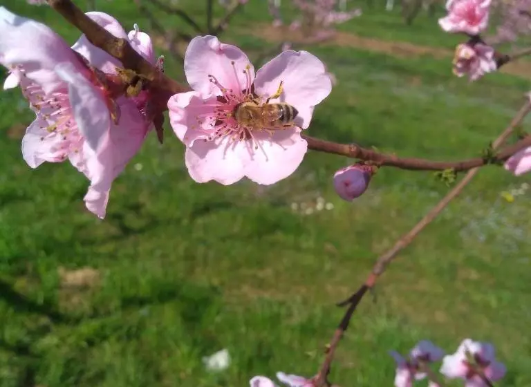 Hotelli Agriturismo Fior Di Maggio