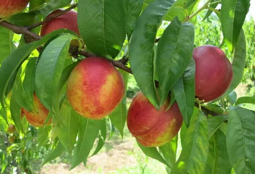 Hotelli Agriturismo Fior Di Maggio