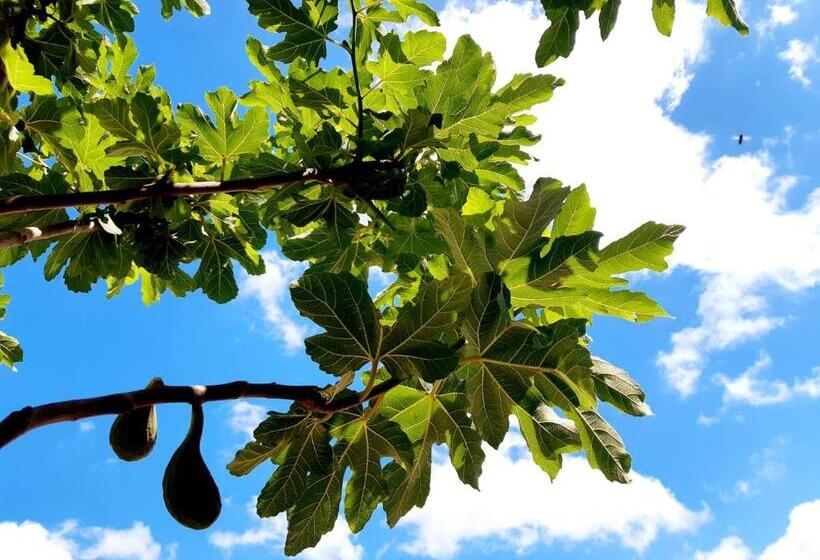 پانسیون Lilafee