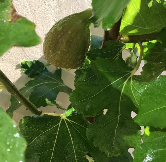 پانسیون Lilafee