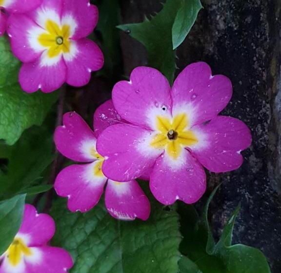 Bed and Breakfast Couloumine Breizh