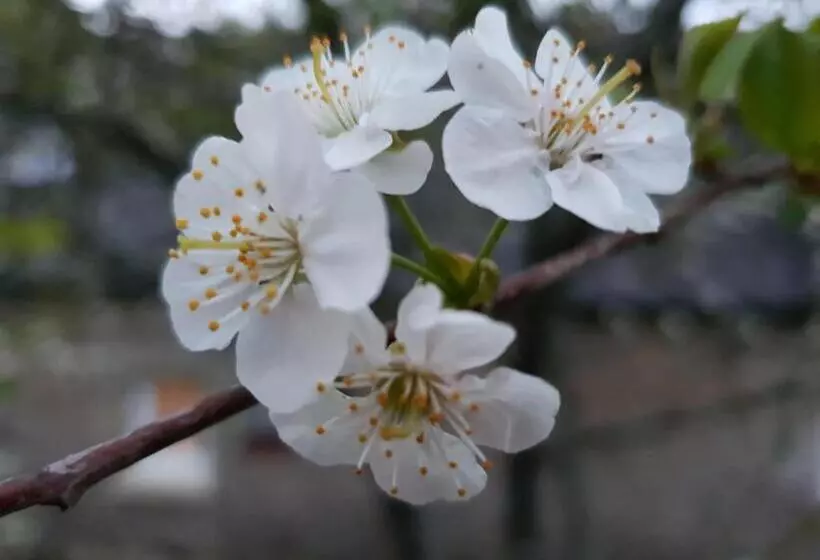 ベッドアンドブレックファースト Couloumine Breizh