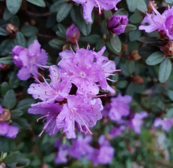 Bed and Breakfast Couloumine Breizh