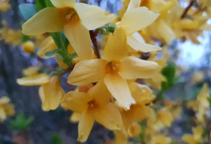 ベッドアンドブレックファースト Couloumine Breizh