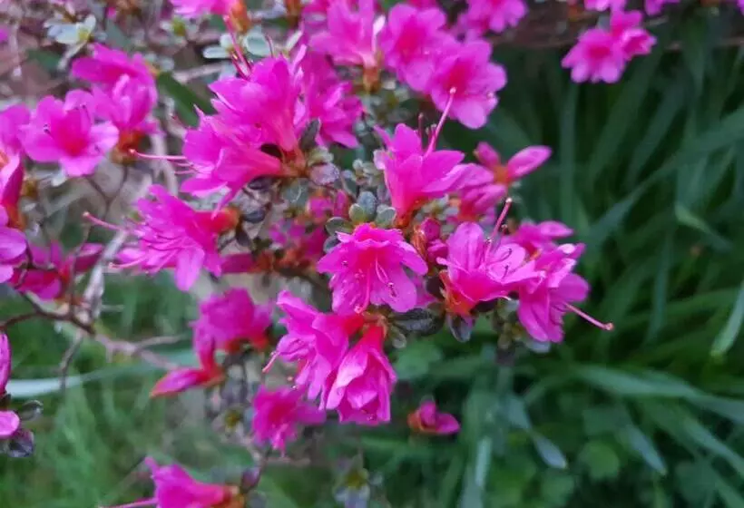 ベッドアンドブレックファースト Couloumine Breizh