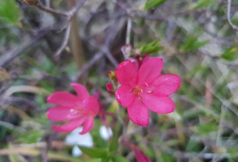 Bed and Breakfast Couloumine Breizh