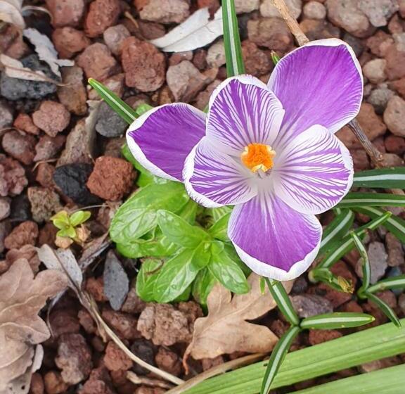 Bed and Breakfast Couloumine Breizh