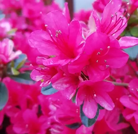 ベッドアンドブレックファースト Couloumine Breizh