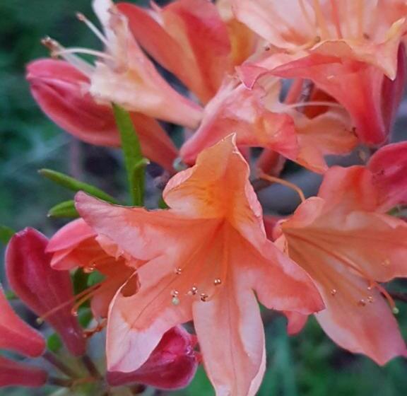 Bed and Breakfast Couloumine Breizh