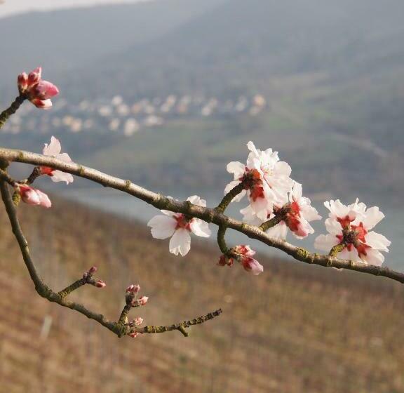 酒店 Gastehaus Weingut Rossler