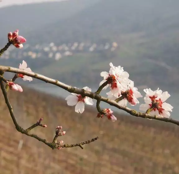 Hotelli Gastehaus Weingut Rossler