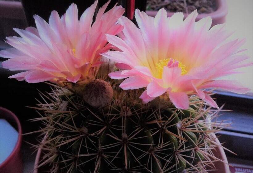 B & B Luoghi Antichi