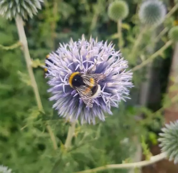 Aamiaismajoitus (B&B) Theetuin Onder De Pannen