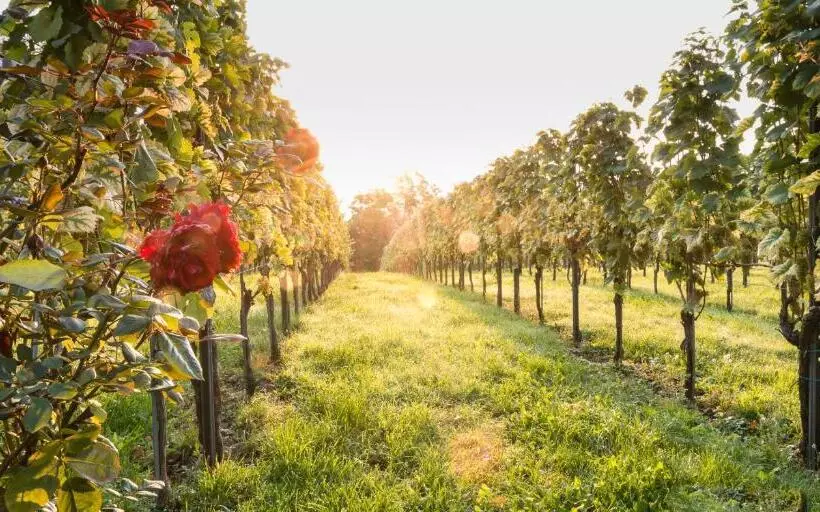 ホテル Weingut Wohlfühlzimmer Adam Lieleg