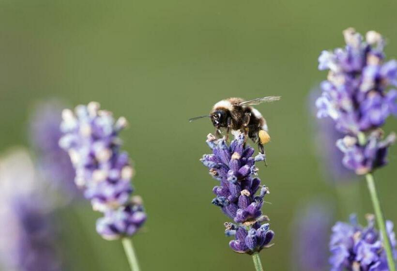 호텔 Weingut Wohlfühlzimmer Adam Lieleg