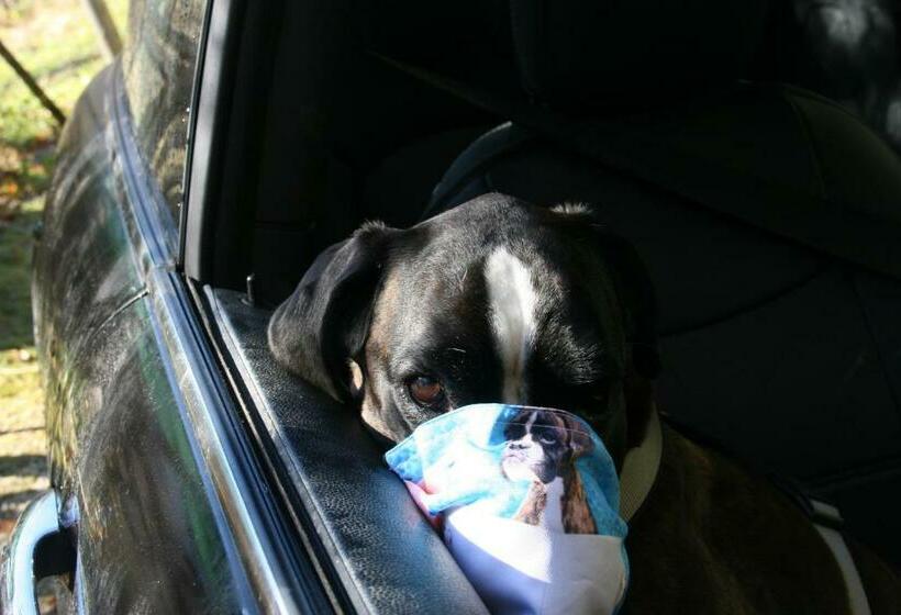 פנסיון Dolomiti House