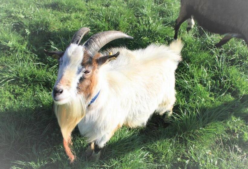 호텔 Bio Bauernhof Heidegger