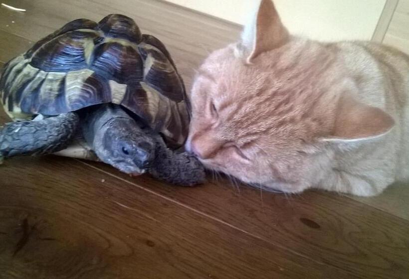 호텔 Bio Bauernhof Heidegger