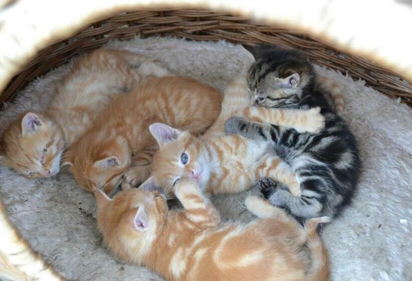 Отель Erlebnisbauernhof Steinerhof In Kärnten