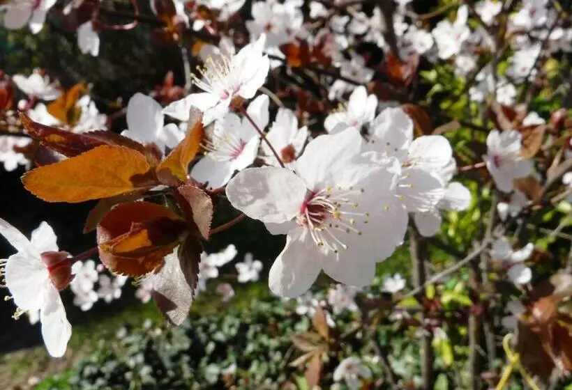 Le Vieux Puits Paris Est Paris Disney