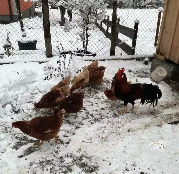 Majatalo Gästehaus Fuchs