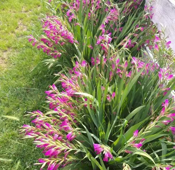 Aamiaismajoitus (B&B) Antico Pioppo