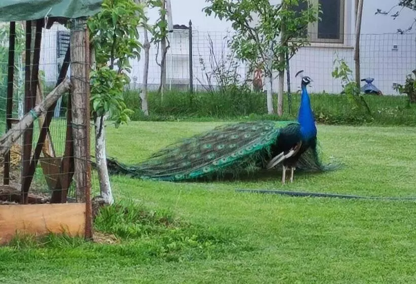 Aamiaismajoitus (B&B) Monte Lago