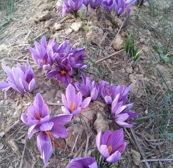 Hotelli Angolo Del Gelsomino