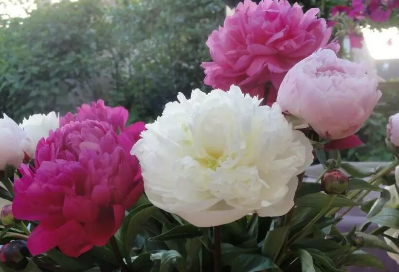 Pension Lüttje Meermaid