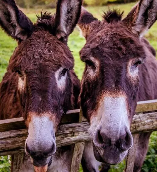 ベッドアンドブレックファースト Le Pré Doré