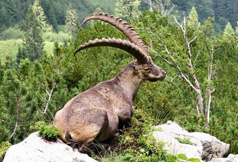 צימר Alpenhof Mountain Lodge