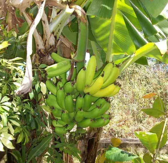 تختخواب و صبحانه Le Chalet La Fontaine Saint Leu