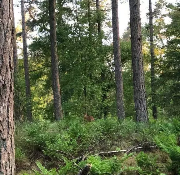 ペンション B&b Wicherumloo