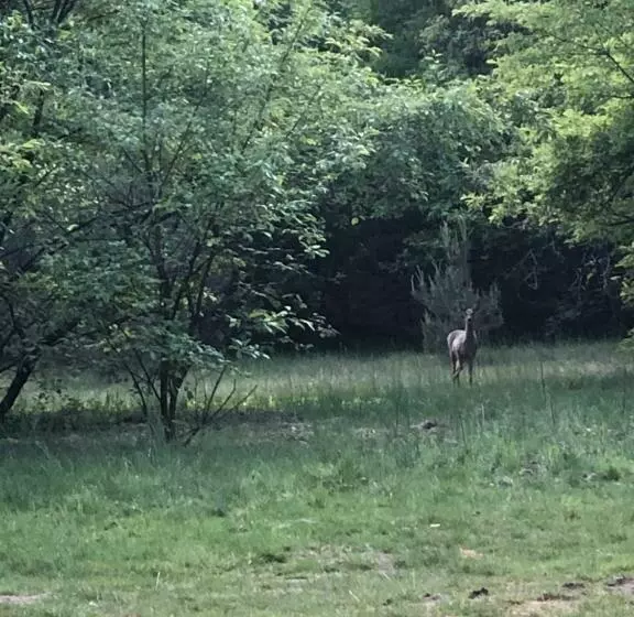 ペンション B&b Wicherumloo