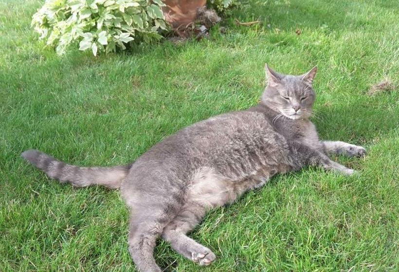 Пансион Les Chambres D Hôtes Joy