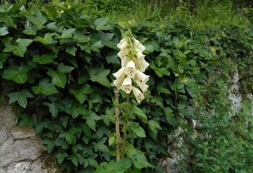 ベッドアンドブレックファースト Le Colombier