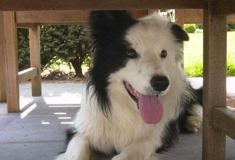 צימר Gastenlogies Blauwe Schaap